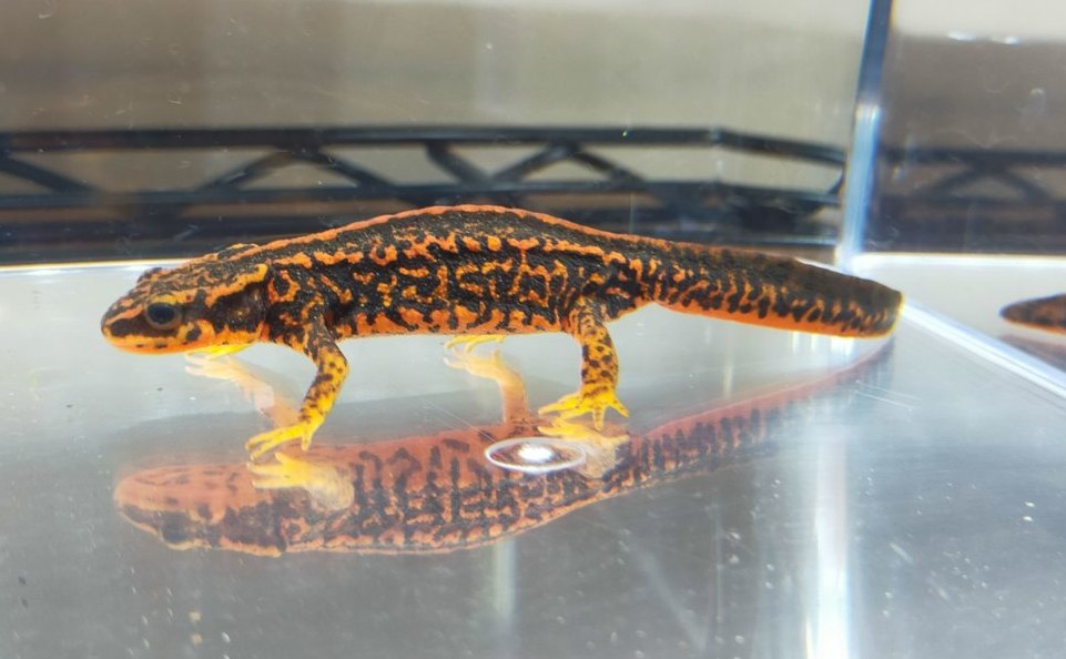 公式WEBショップ