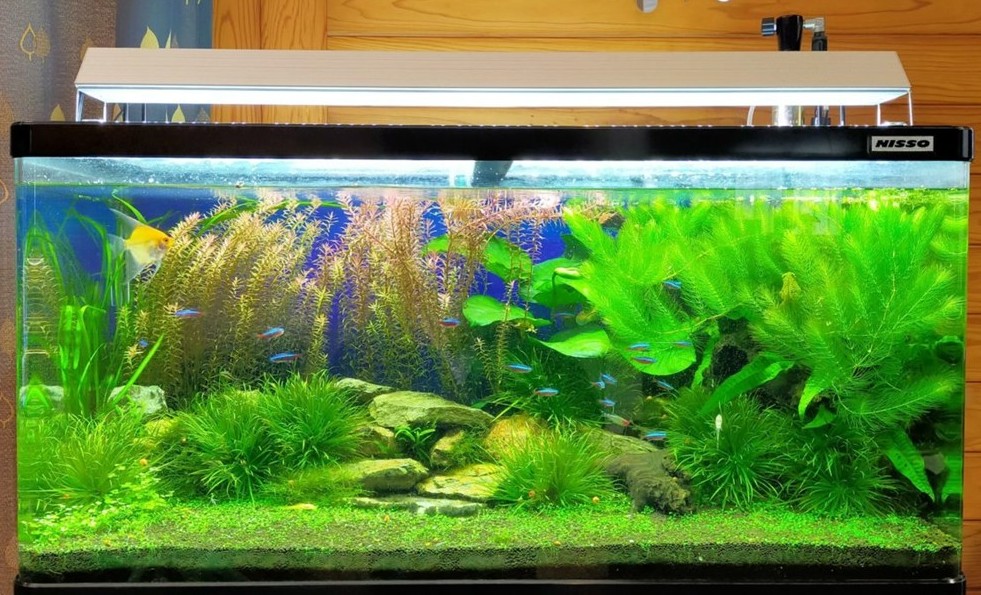 水槽設置＆メンテナンス料金表